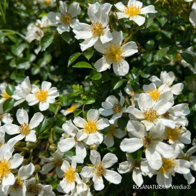 Rosa 'Visallcover' ROSANATURA® NAPI® (ROSANATURA® series )