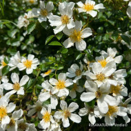Rosa 'Visallcover' ROSANATURA® NAPI® (ROSANATURA® series )