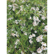 Rosa 'Visallcover' ROSANATURA® NAPI® (ROSANATURA® series )