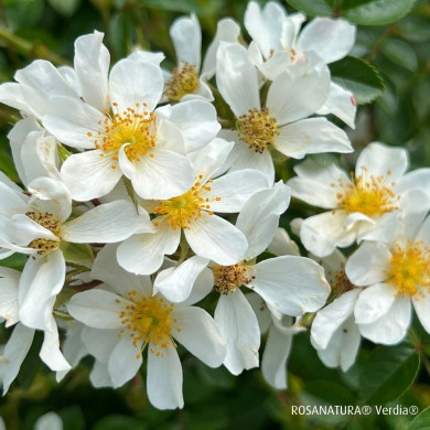 Rosa 'Visallcover' ROSANATURA® NAPI® (ROSANATURA® series )