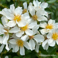 Rosa 'Visallcover' ROSANATURA® NAPI® (ROSANATURA® series )