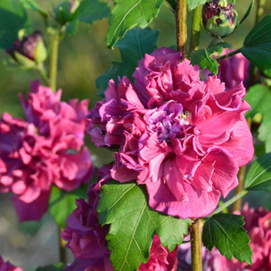Hibiscus syriacus French Cabaret® red 'mindour1'