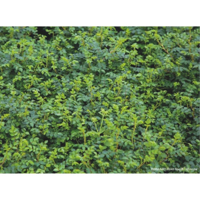 Rosa 'Visallcover' ROSANATURA® NAPI® (ROSANATURA® series )