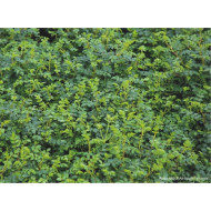 Rosa 'Visallcover' ROSANATURA® NAPI® (ROSANATURA® series )