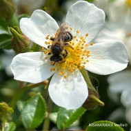 Rosa 'Visallcover' ROSANATURA® NAPI® (ROSANATURA® series )