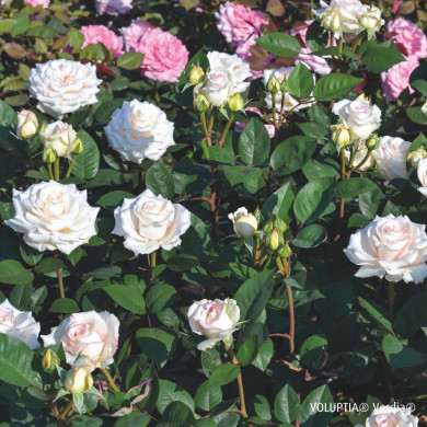 Rosier paysager Lovely white Voluptia®