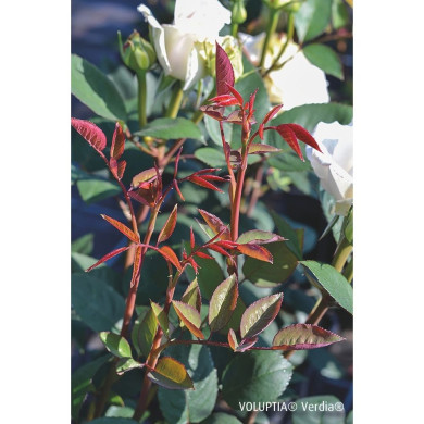 Rosier paysager Lovely white Voluptia®