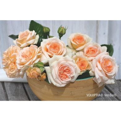 Rosier paysager Amber voluptia®