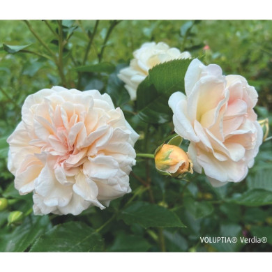 Rosier paysager Amber voluptia®
