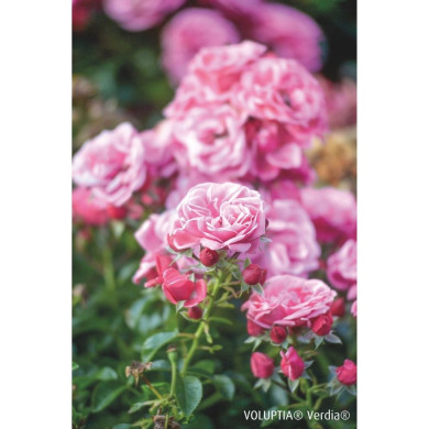 Rosier paysager Pink voluptia®