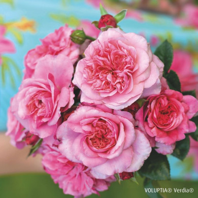 Rosier paysager Pink voluptia®