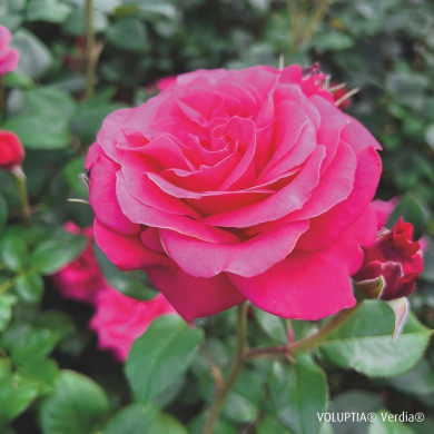 Rosier paysager Crazy pink voluptia®