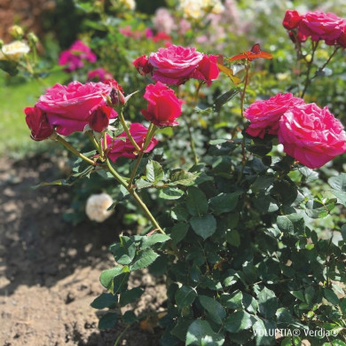 Rosier paysager Crazy pink voluptia®