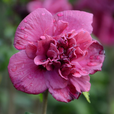 Hibiscus syriacus French Cabaret® red 'mindour1'