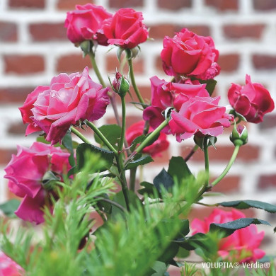 Rosier paysager Crazy pink voluptia®