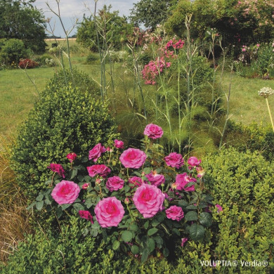 Rosier paysager Purple voluptia®