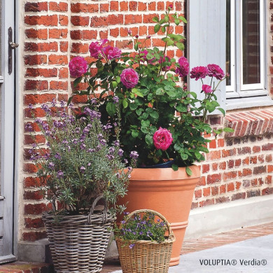 Rosier paysager Purple voluptia®