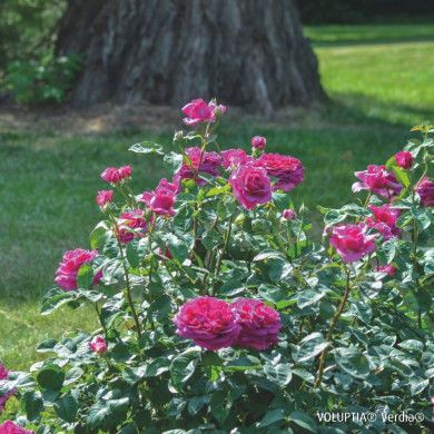 Rosier paysager Purple voluptia®