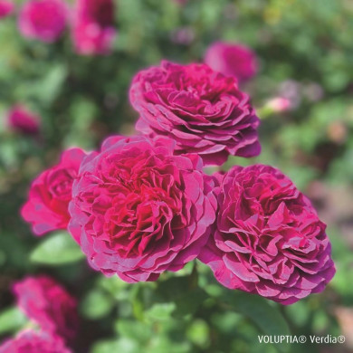 Rosier paysager Purple voluptia®