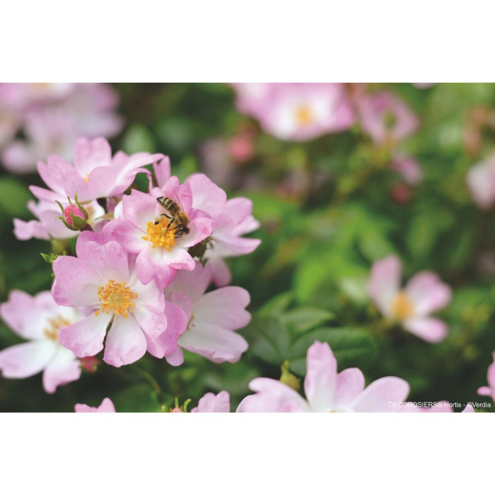Rosier paysager DECOROSIERS® Hortis®