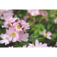 Rosier paysager DECOROSIERS® Hortis®