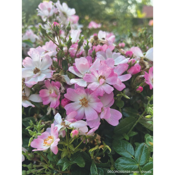 Rosier paysager DECOROSIERS® Hortis®