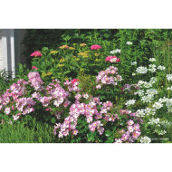 Rosier paysager DECOROSIERS® Hortis®