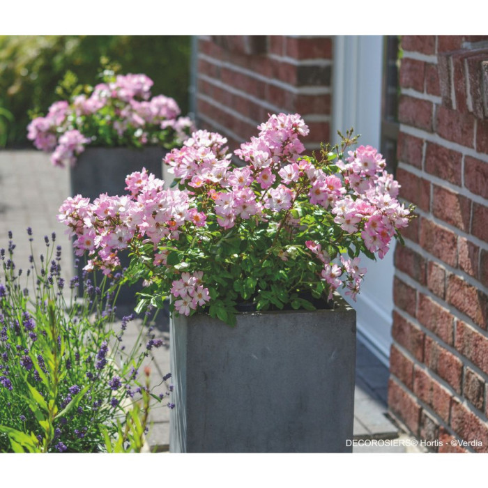 Rosier paysager DECOROSIERS® Hortis®