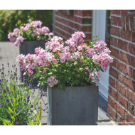 Rosier paysager DECOROSIERS® Hortis®