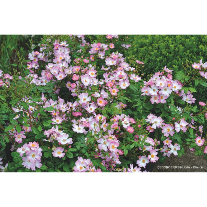 Rosier paysager DECOROSIERS® Hortis®