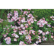 Rosier paysager DECOROSIERS® Hortis®