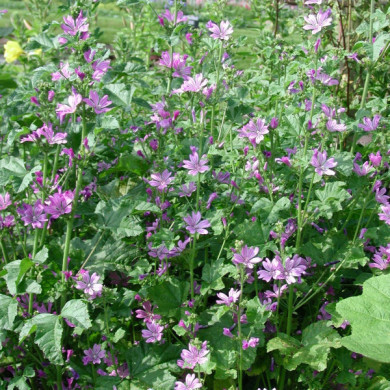 Malva moschata