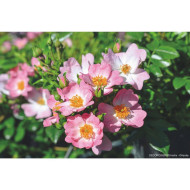 Rosier paysager DECOROSIERS® Hortis®