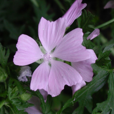 Malva moschata