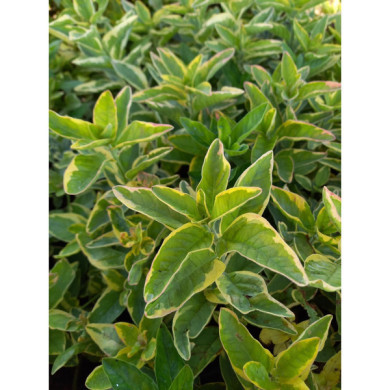 Lysimachia punctata Golden Alexander® 'walgoldalex'