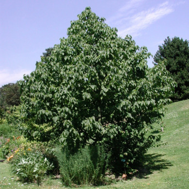 Davidia involucrata