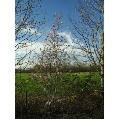 Magnolia x loebneri 'Leonard messel'
