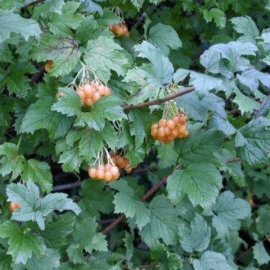 Viburnum opulus 'Xanthocarpum'