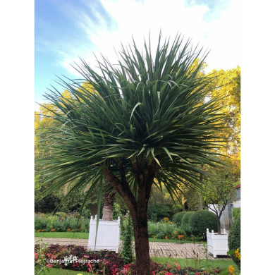Cordyline australis