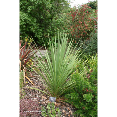 Cordyline australis
