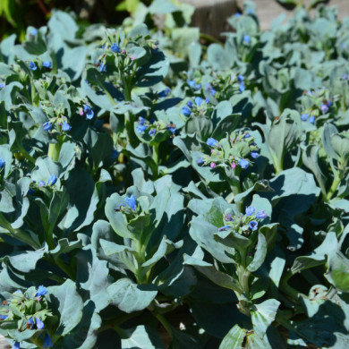 Mertensia maritima