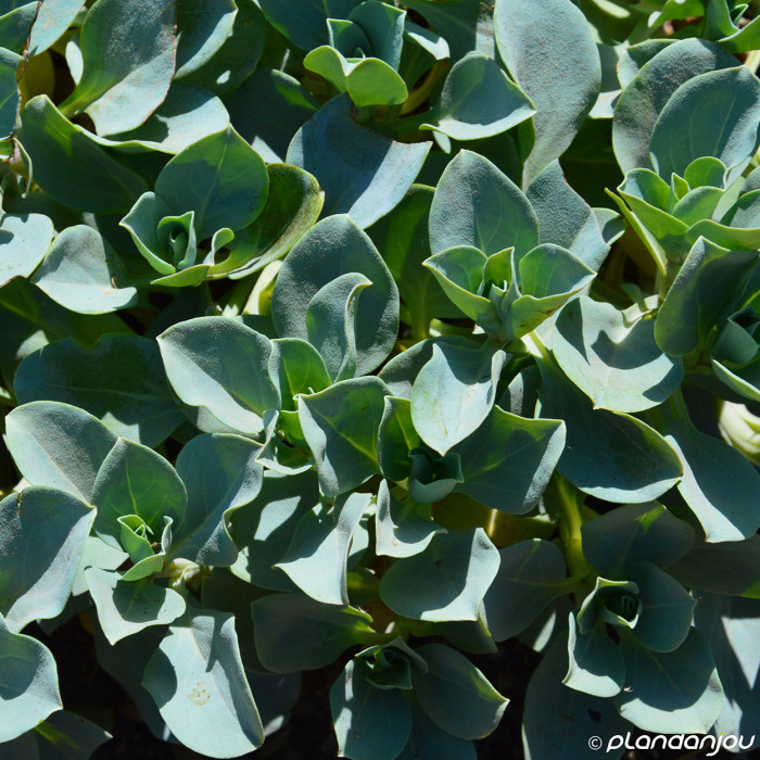 Mertensia maritima
