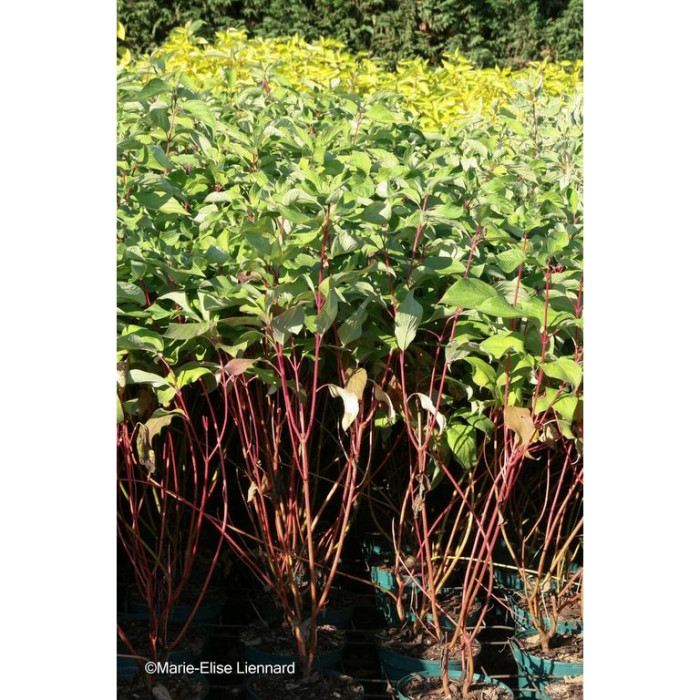 Cornus alba 'Minbat' BATON ROUGE®