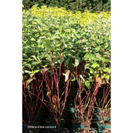 Cornus alba 'Minbat' BATON ROUGE®