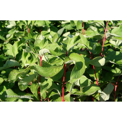 Cornus alba 'Minbat' BATON ROUGE®