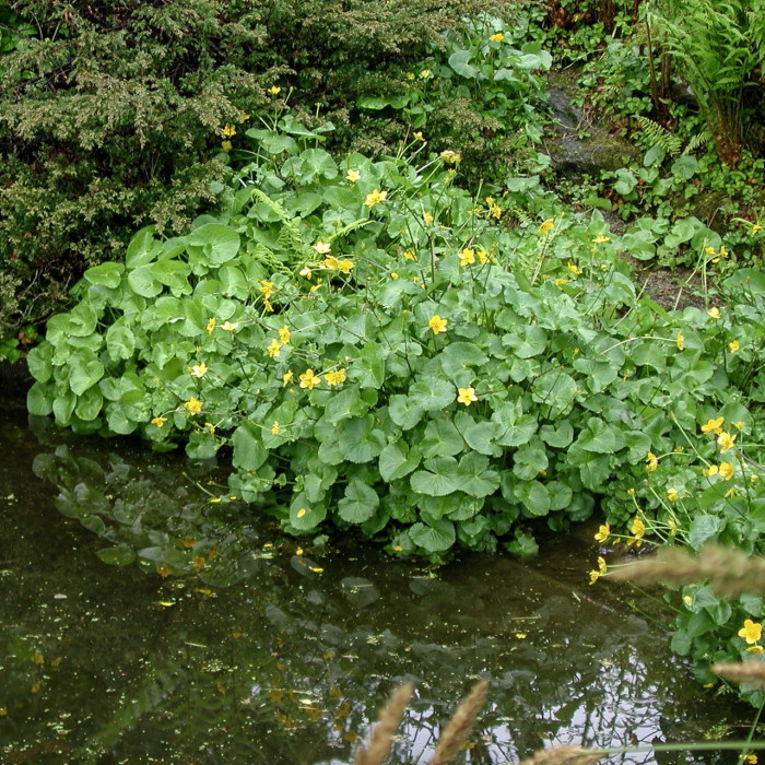 Caltha palustris