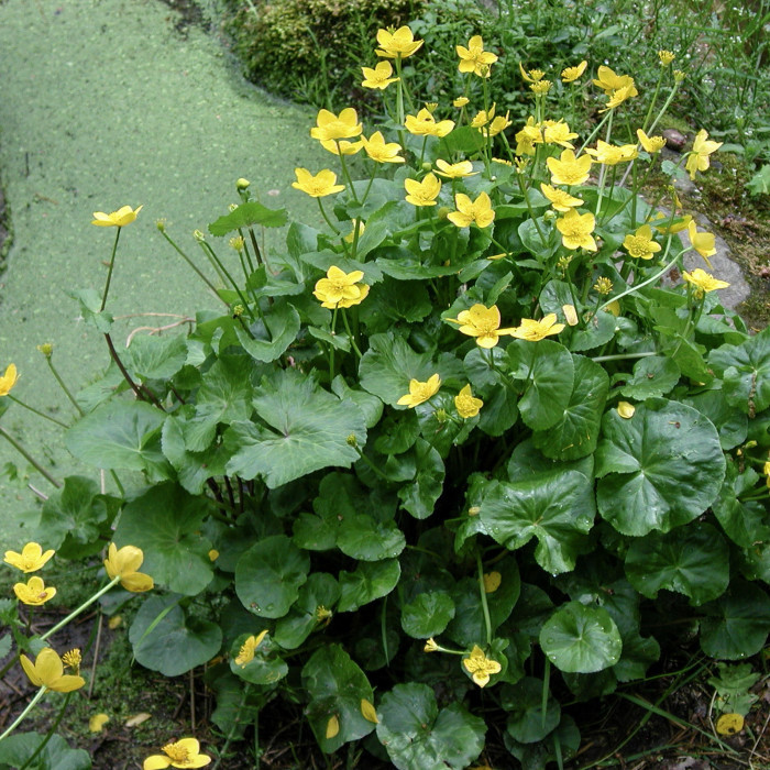 Caltha palustris
