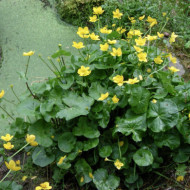 Caltha palustris