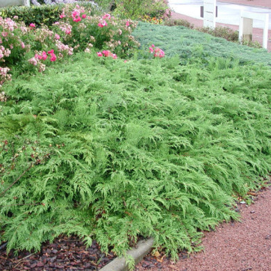 Microbiota decussata