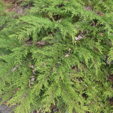 Microbiota decussata